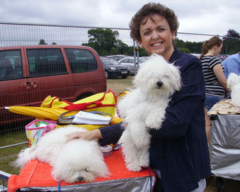 Paolo & Santino relaxing at a show Bolognese dog picture